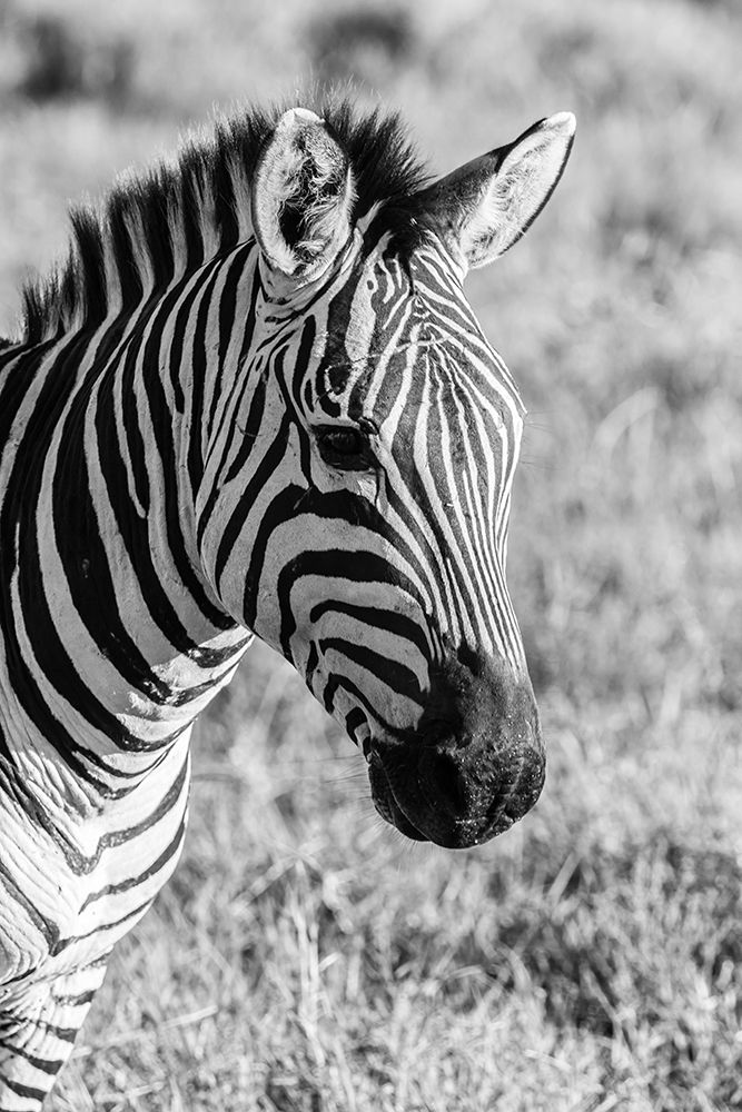 Africa-Tanzania-Ngorongoro Crater BandW of plains zebra head  art print by Jaynes Gallery for $57.95 CAD